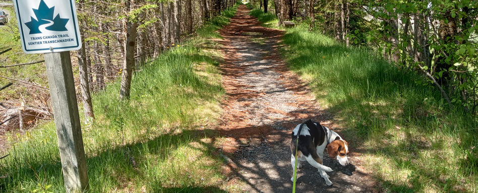 A beagle walks along a trail with tress on either side of the path, with someone off camera holding the dog's leash. A beagle walks along a trail with tress on either side of the path, with someone off camera holding the dog's leash.