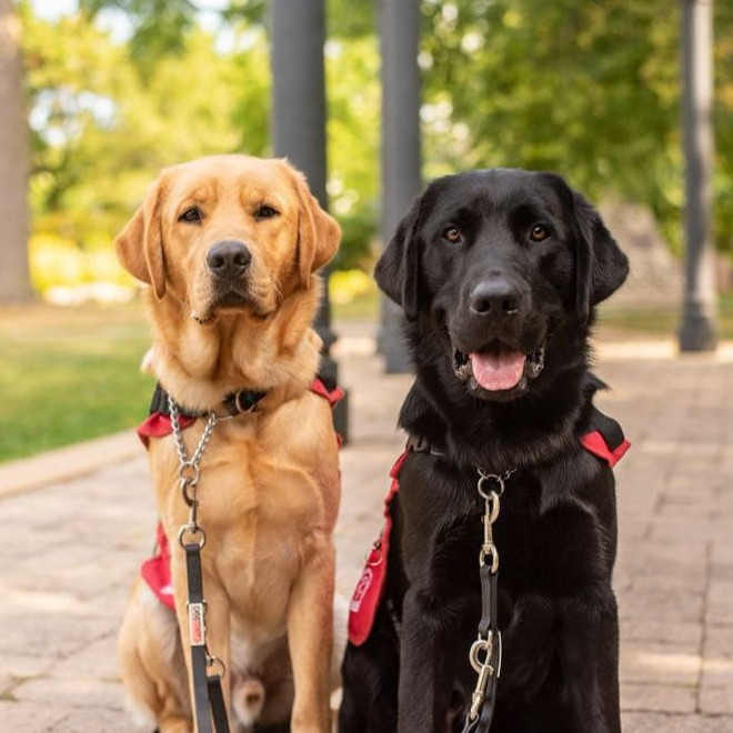 Adopt a Mini Pup for Dog Guides