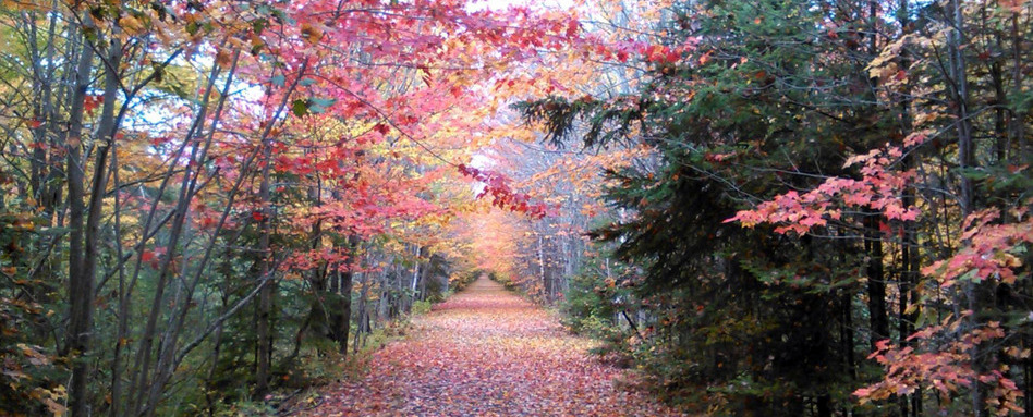 Trees on either side of a trail with leaves turning orange and red.