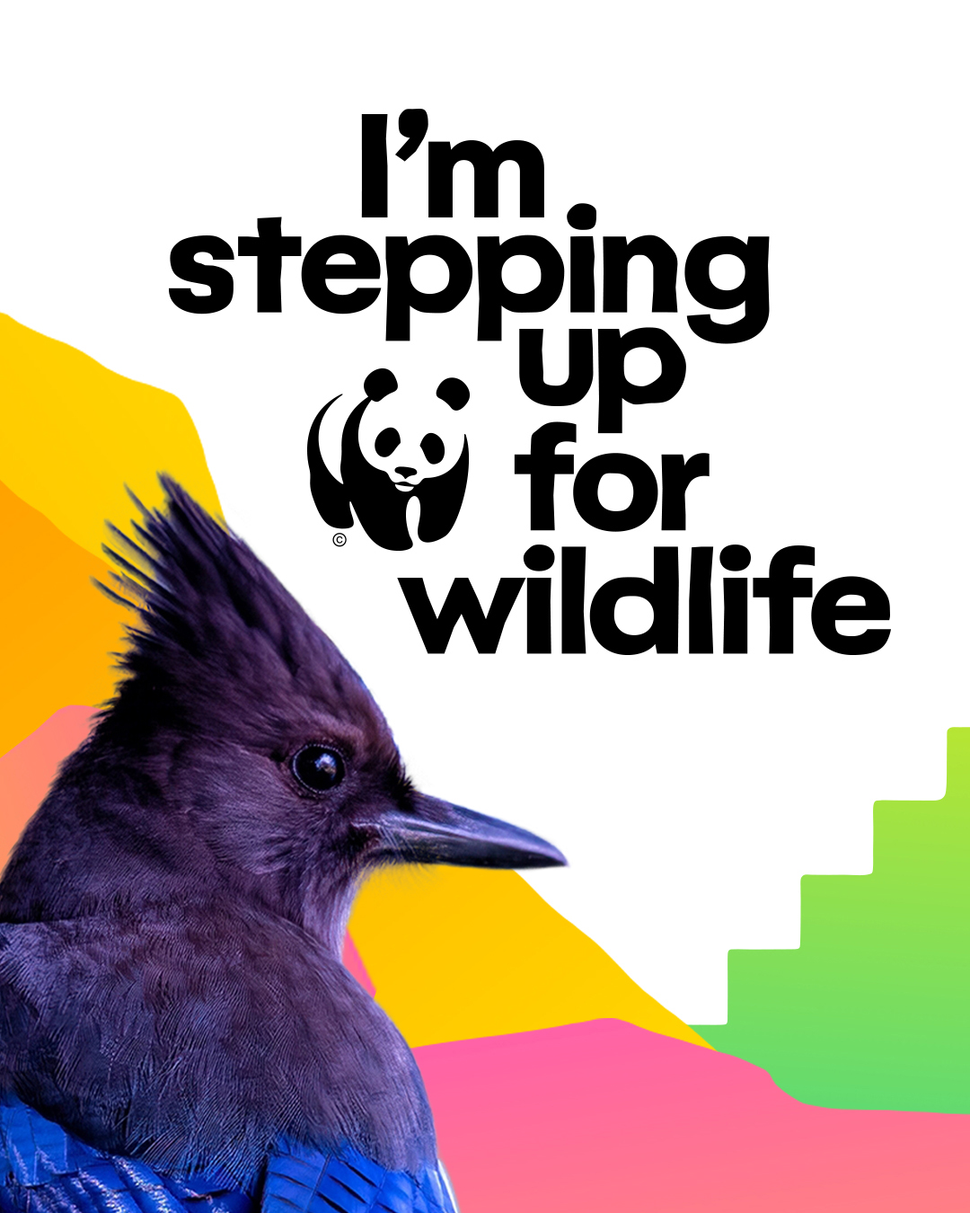 BC portrait-stepping-up-for-wildlife