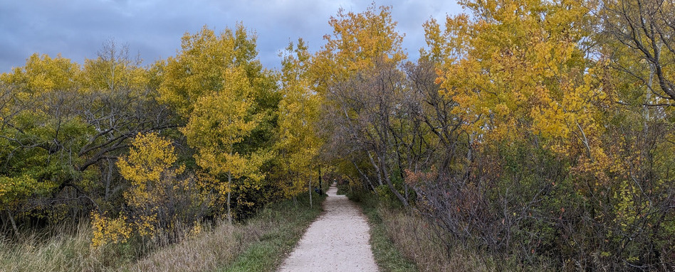 Trees change colours on either side of a gravel trail.