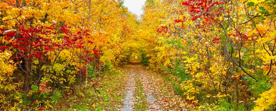 Yellow and orange leaves fall off mature trees on either side of a grass and gravel trail.