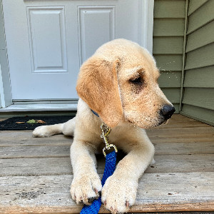 Team Linus